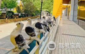 北京東方時尚駕校 報名價格、服務體驗全解析